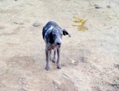 Συνελήφθη ο αντιδήμαρχος Σπάρτης για τις άθλιες συνθήκες στο κυνοκομείο (φώτο)